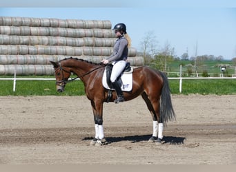 Mecklenburg, Giumenta, 6 Anni, 164 cm, Baio