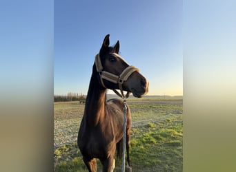 Mecklenburg, Giumenta, 6 Anni, 165 cm, Baio nero