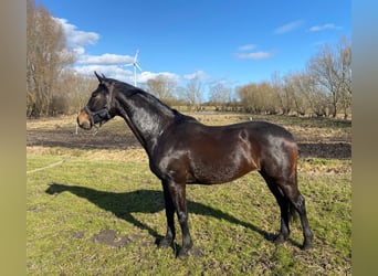 Mecklenburg, Giumenta, 6 Anni, 168 cm, Baio nero