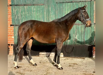 Mecklenburg, Giumenta, 7 Anni, 167 cm, Baio scuro