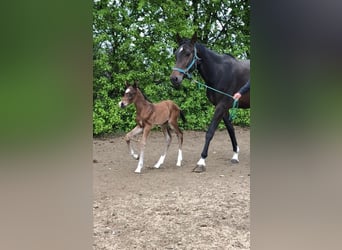 Mecklenburg, Giumenta, 7 Anni, 167 cm, Baio scuro