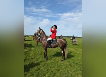Mecklenburg, Giumenta, 7 Anni, 171 cm, Grigio rossastro