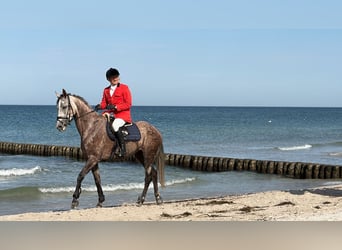 Mecklenburg, Giumenta, 7 Anni, 171 cm, Grigio rossastro