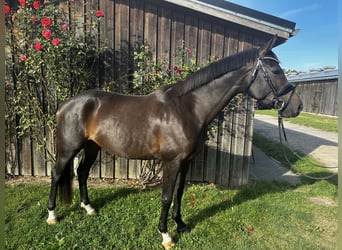 Mecklenburg Mix, Giumenta, 8 Anni, 167 cm, Baio scuro