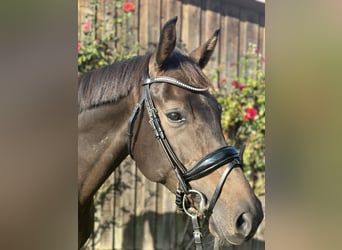 Mecklenburg Mix, Giumenta, 8 Anni, 167 cm, Baio scuro