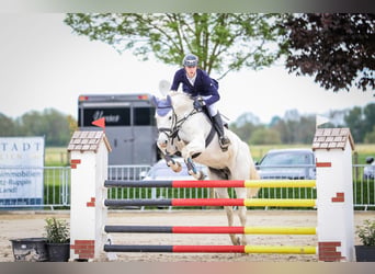 Mecklenburg, Giumenta, 8 Anni, 168 cm, Grigio