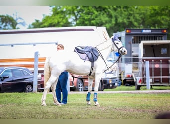 Mecklenburg, Giumenta, 8 Anni, 168 cm, Grigio