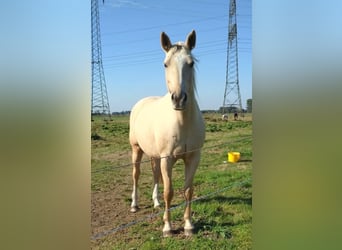 Mecklenburg, Giumenta, 9 Anni, 165 cm, Palomino