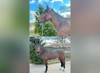 Mecklenburg, Giumenta, 9 Anni, 167 cm, Baio scuro