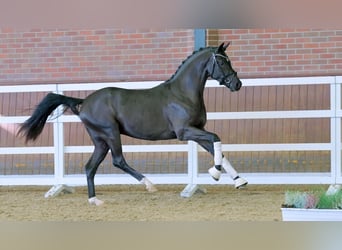 Mecklenburg, Stallone, 2 Anni, 164 cm, Morello