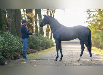 Mecklenburg, Stallone, 2 Anni, 164 cm, Morello