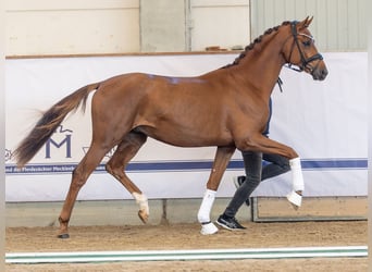 Mecklenburg, Stallone, 2 Anni, 165 cm, Sauro