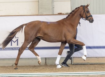 Mecklenburg, Stallone, 2 Anni, 166 cm, Sauro