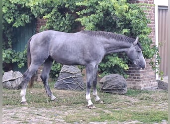 Mecklenburg, Stallone, 2 Anni, 168 cm, Grigio