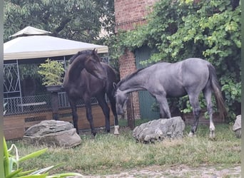 Mecklenburg, Stallone, 2 Anni, 170 cm, Baio nero
