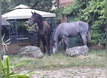 Mecklenburg, Stallone, 2 Anni, 170 cm, Baio nero