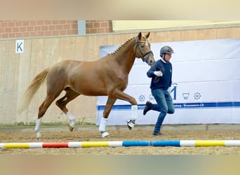 Mecklenburg, Stallone, 2 Anni, 171 cm, Sauro