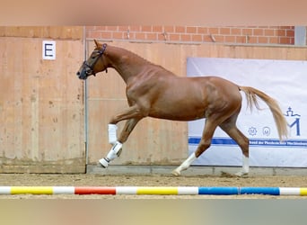 Mecklenburg, Stallone, 2 Anni, 171 cm, Sauro