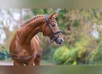 Mecklenburg, Stallone, 2 Anni, 171 cm, Sauro