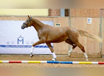Mecklenburg, Stallone, 2 Anni, 171 cm, Sauro