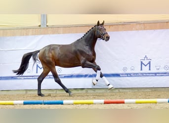 Mecklenburg, Stallone, 3 Anni, 165 cm, Baio scuro