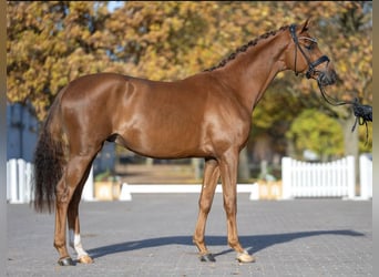 Mecklenburg, Stallone, 3 Anni, 166 cm, Sauro