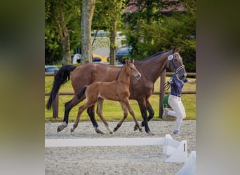 Mecklenburg, Stallone, Puledri (06/2026), 122 cm, Grigio