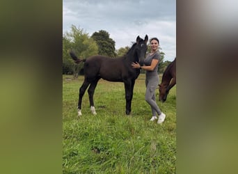 Mecklenburg, Stallone, Puledri (05/2026), 170 cm, Morello