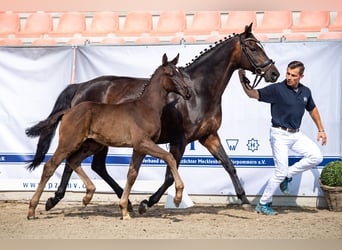 Mecklenburg, Stallone, Puledri
 (04/2023), Morello