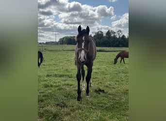 Mecklenburg-varmblod, Hingst, 1 år, 165 cm