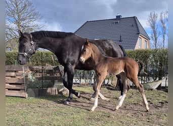 Mecklenburg-varmblod, Hingst, Föl (03/2024), 140 cm, Mörkbrun