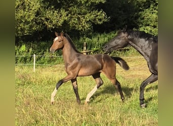 Mecklenburg-varmblod, Hingst, Föl (03/2024), 140 cm, Mörkbrun