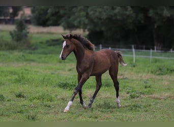 Mecklenburg-varmblod Blandning, Hingst, Föl (04/2024), 165 cm, Brun