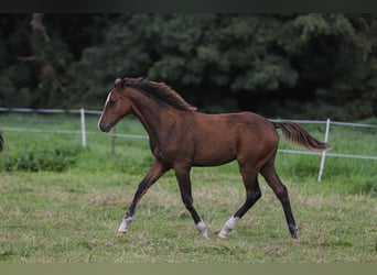 Mecklenburg-varmblod Blandning, Hingst, Föl (04/2024), 165 cm, Brun