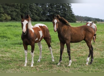 Mecklenburg-varmblod Blandning, Hingst, Föl (04/2024), 165 cm, Brun