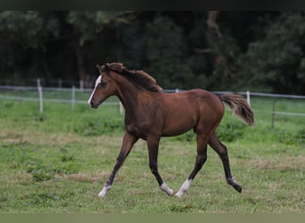 Mecklenburg-varmblod Blandning, Hingst, Föl (04/2024), 165 cm, Brun