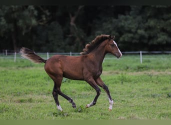 Mecklenburg-varmblod Blandning, Hingst, Föl (04/2024), 165 cm, Brun