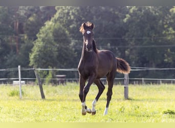 Mecklenburg-varmblod, Hingst, Föl (03/2024), 170 cm, Mörkbrun