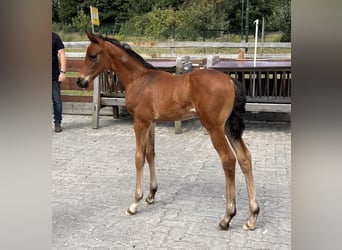 Mecklenburg-varmblod, Hingst, Föl (06/2024), Brun