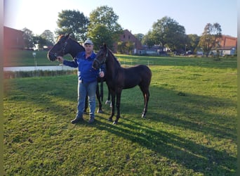 Mecklenburg-varmblod, Hingst, Föl (05/2024)