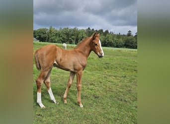 Mecklenburg-varmblod, Hingst, Föl (06/2024), fux