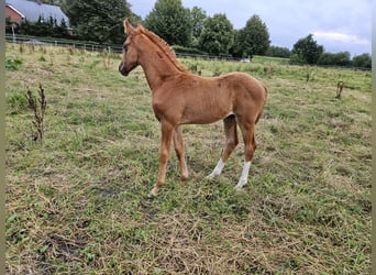 Mecklenburg-varmblod, Hingst, Föl (06/2024), fux