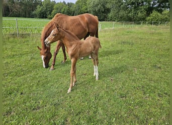 Mecklenburg-varmblod, Hingst, Föl (06/2024), fux