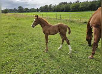 Mecklenburg-varmblod, Hingst, Föl (06/2024), fux