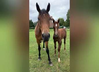 Mecklenburg-varmblod, Hingst, Föl (04/2024), Fux