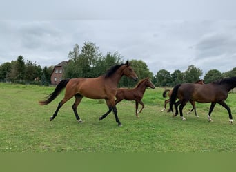 Mecklenburg-varmblod, Hingst, Föl (04/2024), Fux