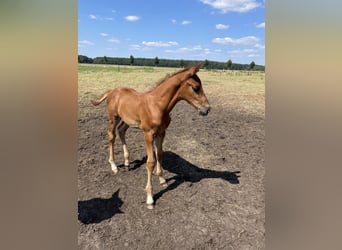 Mecklenburg-varmblod, Hingst, Föl (06/2024), fux