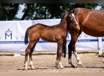 Mecklenburg-varmblod, Hingst, Föl (04/2023), Kan vara vit