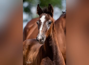 Mecklenburg-varmblod, Hingst, Föl (04/2023), Kan vara vit
