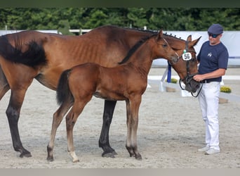 Mecklenburg-varmblod, Hingst, Föl (05/2024), Mörkbrun